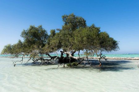 ELQULAAN & Sharm El Luli Snorkeling