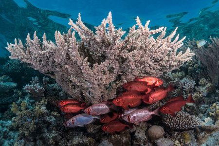 Sharm El-Lolli Snorkeling Trip From Shore