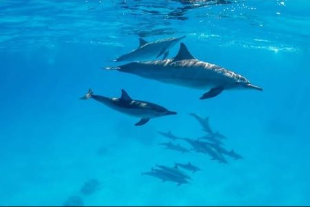 Sataya Full Day Trip With Dolphins From Marsa Alam