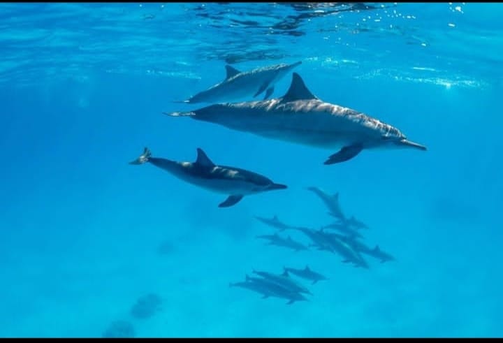 Sataya Full Day Trip With Dolphins From Marsa Alam