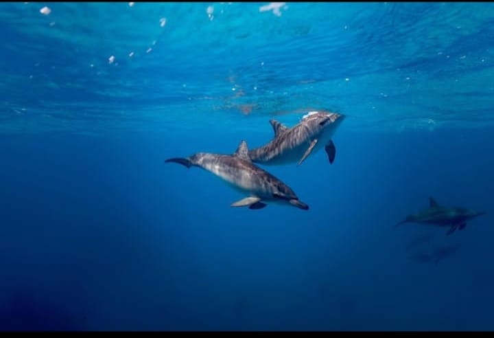 Sataya Full Day Trip With Dolphins From Marsa Alam