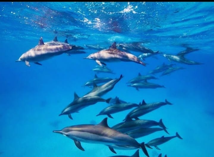 Sataya Full Day Trip With Dolphins From Marsa Alam